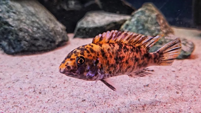 Labeotropheus trewavasae 'Lundo Island'